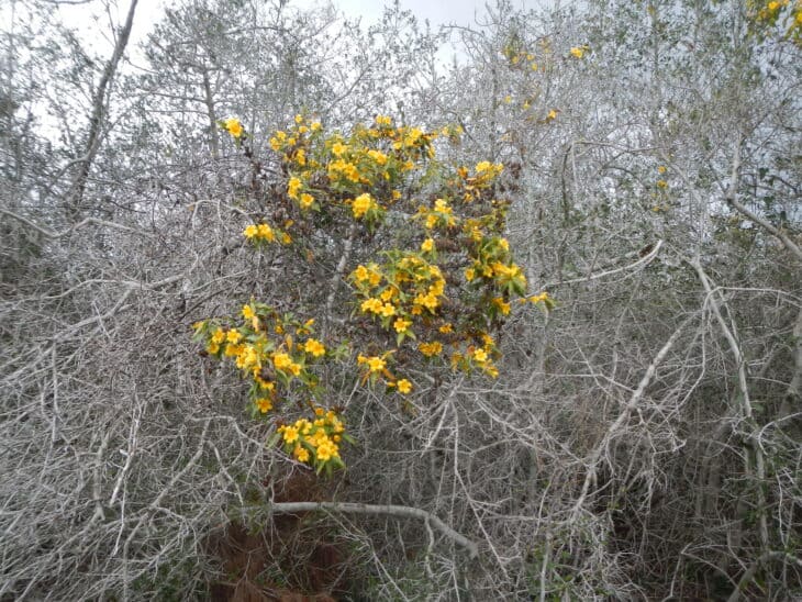 Carolina Jessamine (Gelsemium sempervirens)