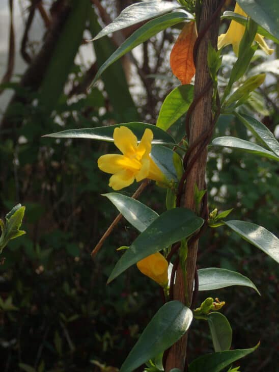 Carolina Jessamine (Gelsemium sempervirens)
