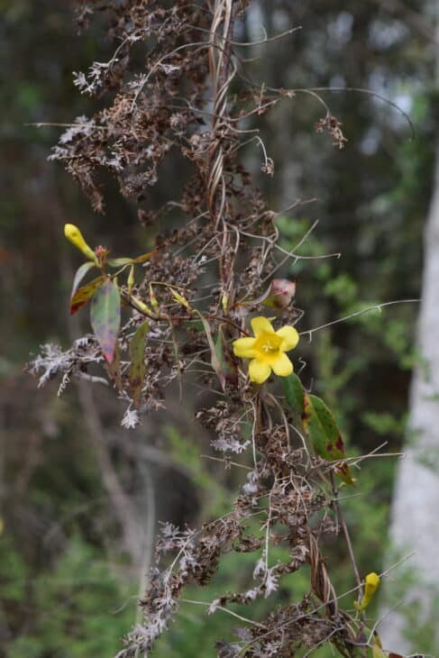 Carolina Jessamine (Gelsemium sempervirens)
