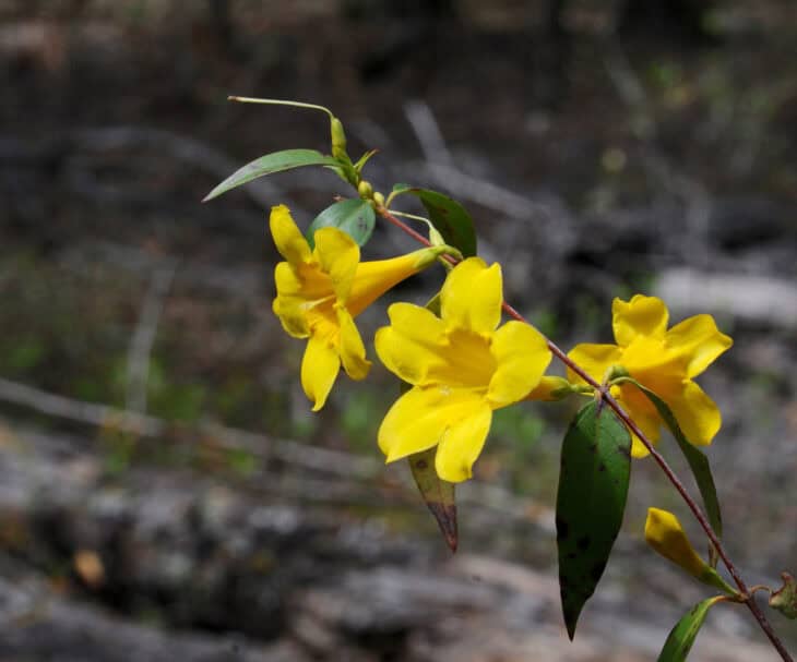 Carolina Jessamine (Gelsemium sempervirens)
