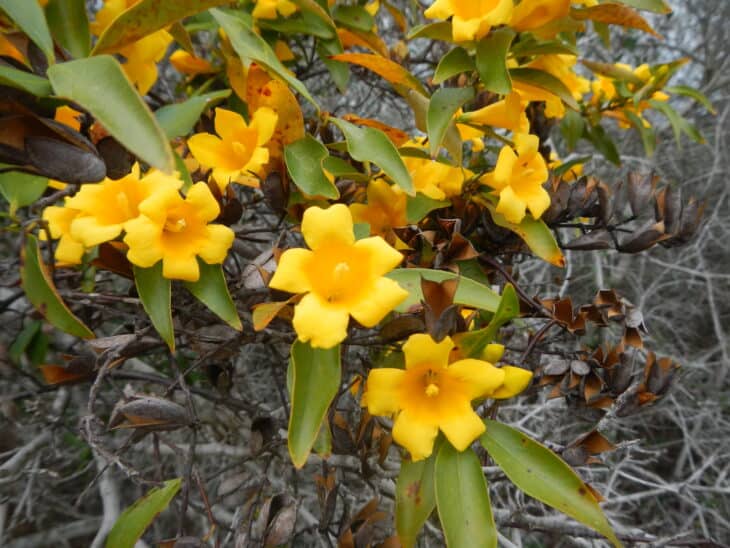Carolina Jessamine (Gelsemium sempervirens)