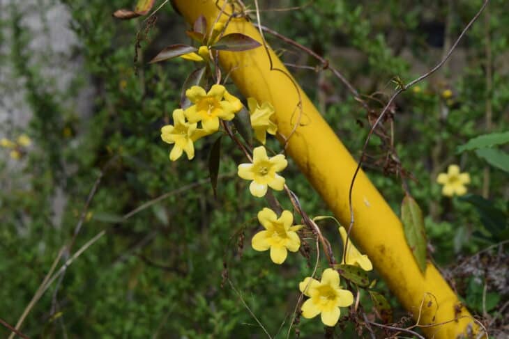 Carolina Jessamine (Gelsemium sempervirens)