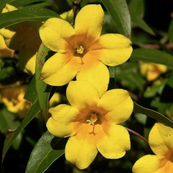 Carolina Jessamine (Gelsemium sempervirens)