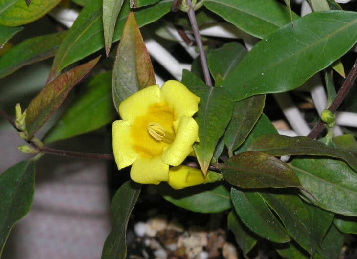 Carolina Jessamine (Gelsemium sempervirens)
