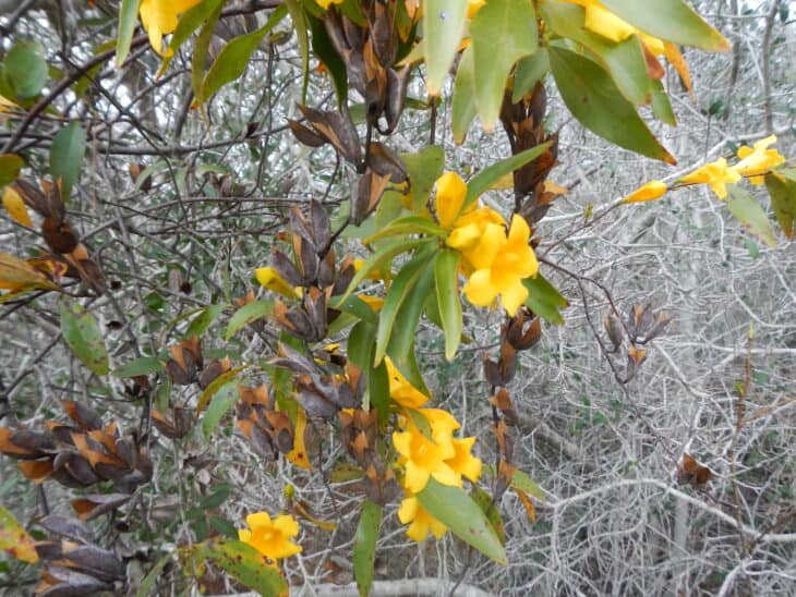 Carolina Jessamine (Gelsemium sempervirens)