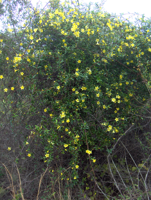 Carolina Jessamine (Gelsemium sempervirens)