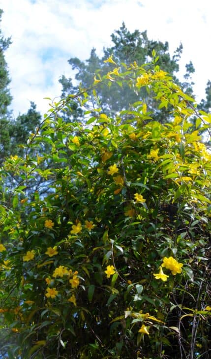 Carolina Jessamine (Gelsemium sempervirens)