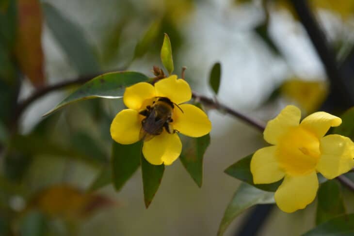 Carolina Jessamine (Gelsemium sempervirens)
