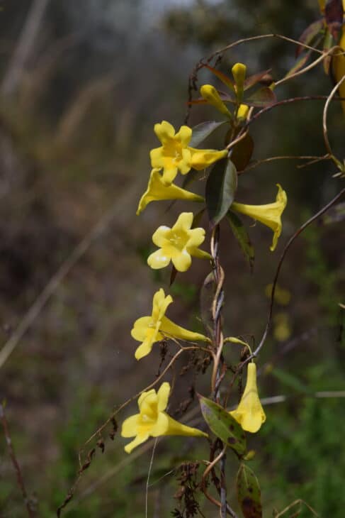 Carolina Jessamine (Gelsemium sempervirens)