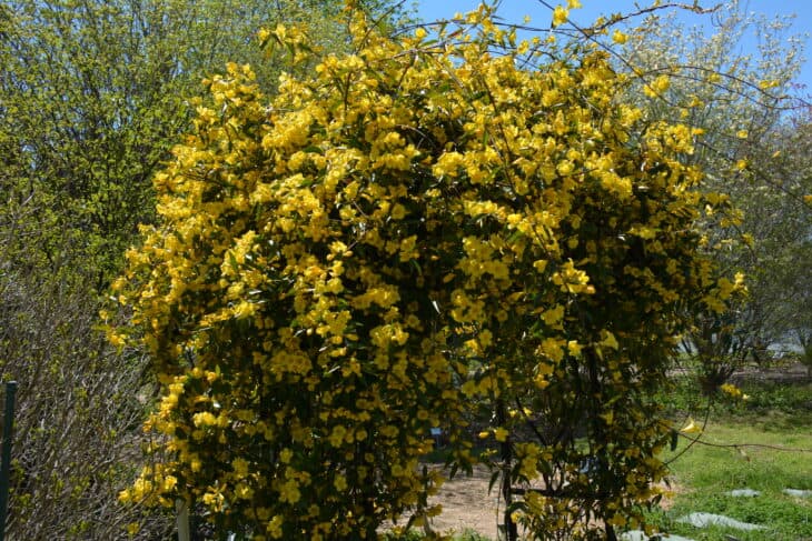 Carolina Jessamine (Gelsemium sempervirens)