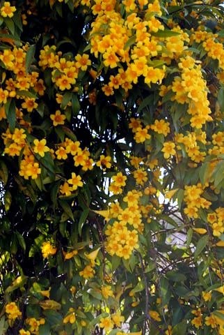 Carolina Jessamine (Gelsemium sempervirens)