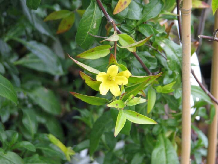 Carolina Jessamine (Gelsemium sempervirens)