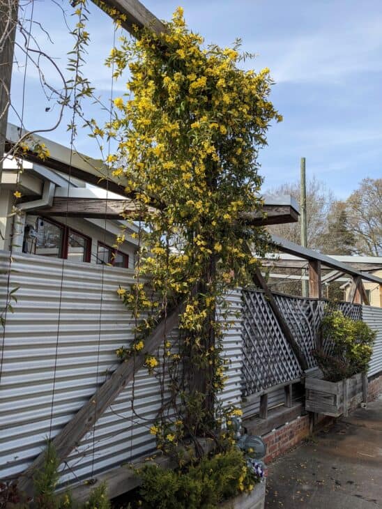 Carolina Jessamine (Gelsemium sempervirens)
