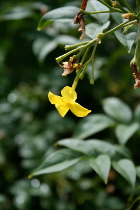 Carolina Jessamine (Gelsemium sempervirens)