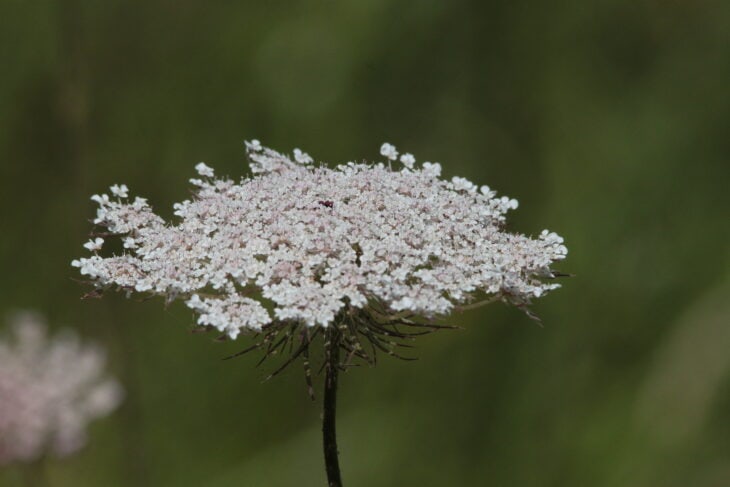 Carrot (Daucus carota subsp. sativus)