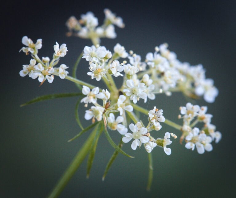 Carrot (Daucus carota subsp. sativus)