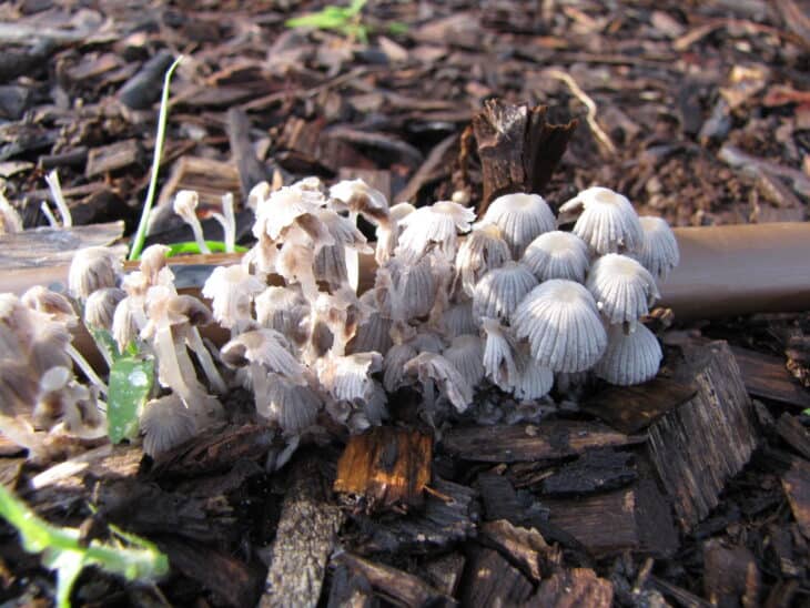 Carrot (Daucus carota subsp. sativus)