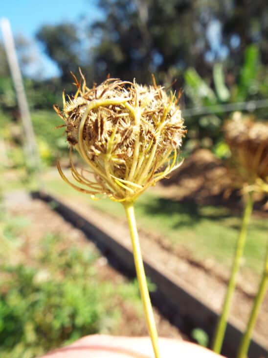 Carrot (Daucus carota subsp. sativus)