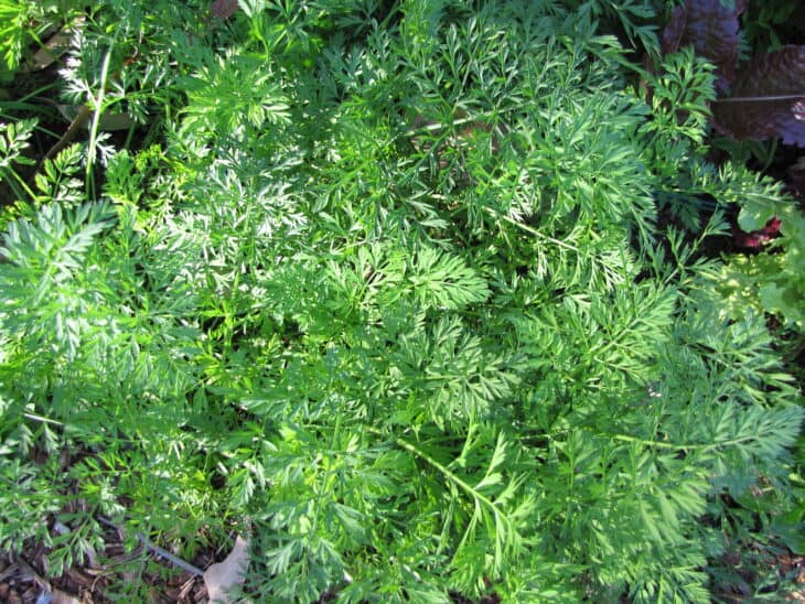 Carrot (Daucus carota subsp. sativus)