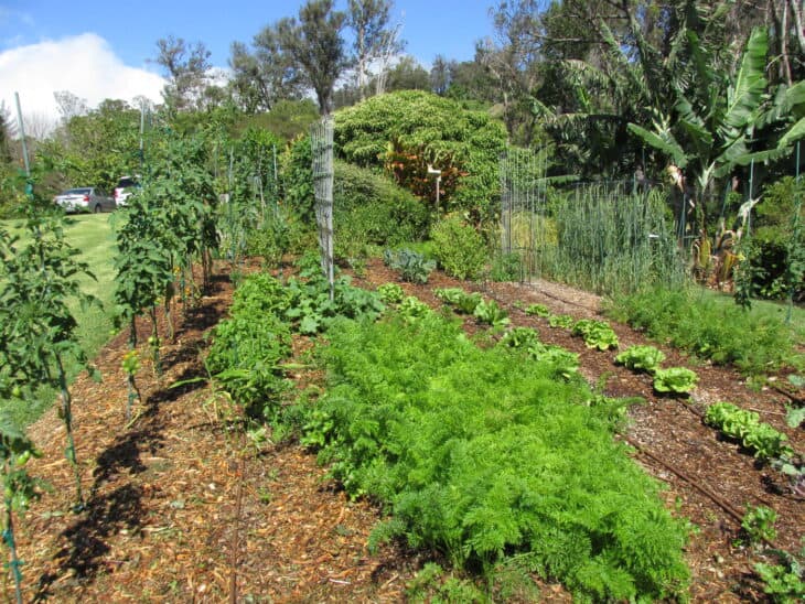 Carrot (Daucus carota subsp. sativus)