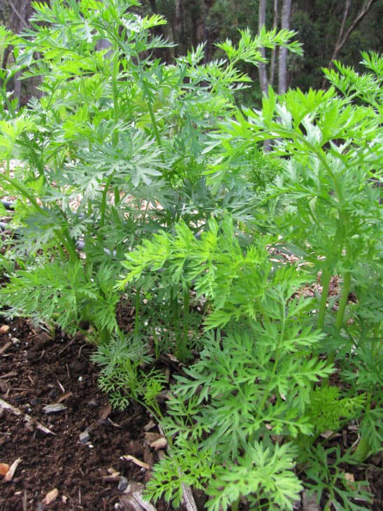 Carrot (Daucus carota subsp. sativus)