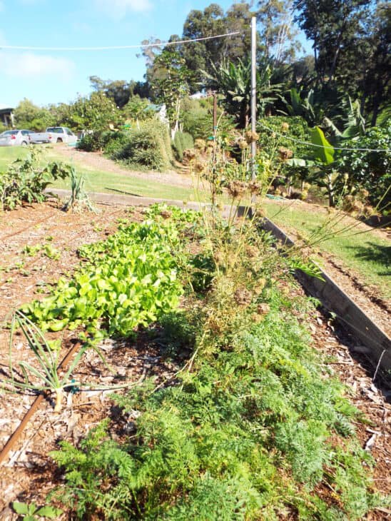 Carrot (Daucus carota subsp. sativus)