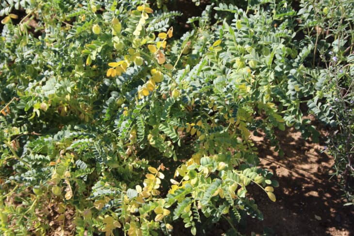 Chickpeas (Cicer arietinum)