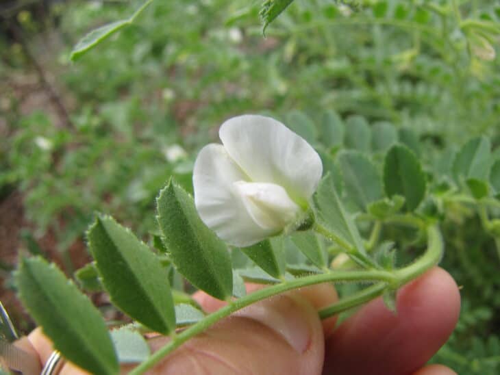 Chickpeas (Cicer arietinum)