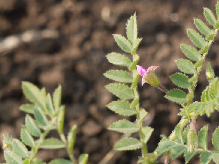 Chickpeas (Cicer arietinum)
