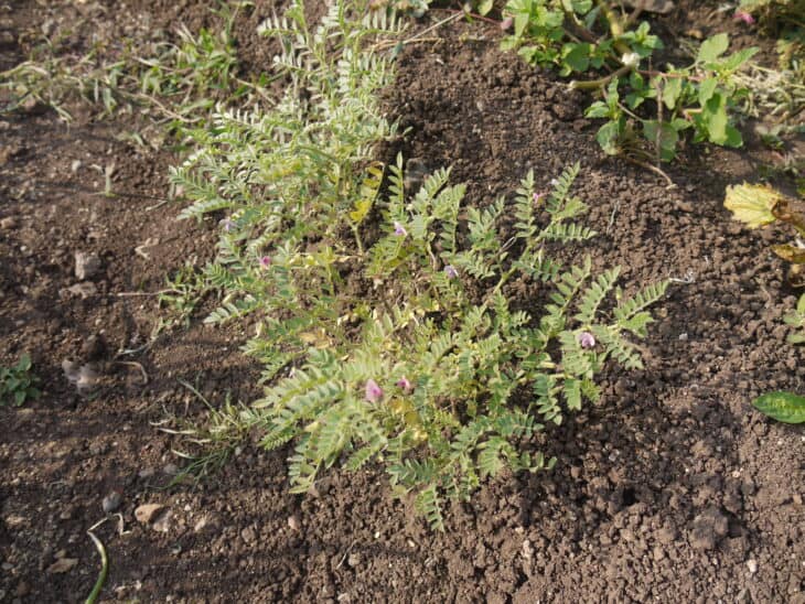 Chickpeas (Cicer arietinum)