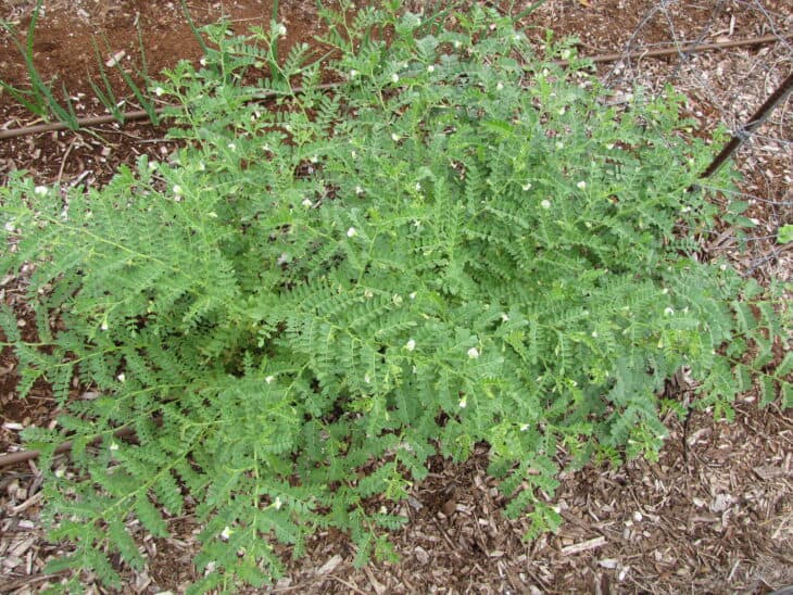 Chickpeas (Cicer arietinum)