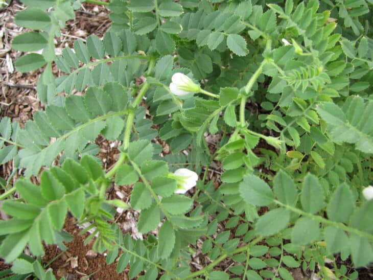 Chickpeas (Cicer arietinum)