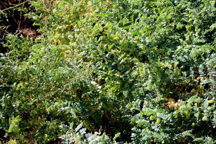 Chickpeas (Cicer arietinum)