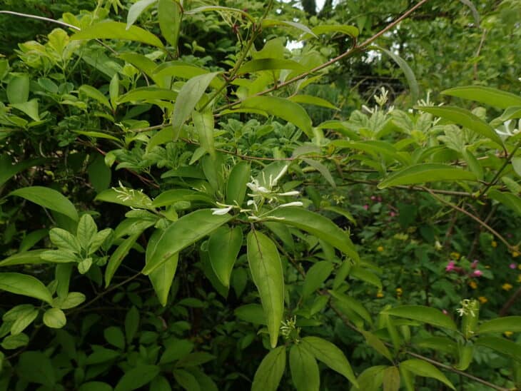 Chinese Fringe Tree (Chionanthus retusus)