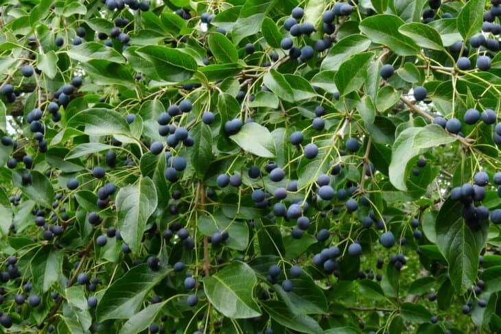 Chinese Fringe Tree (Chionanthus retusus)