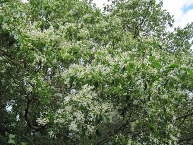 Chinese Fringe Tree (Chionanthus retusus)