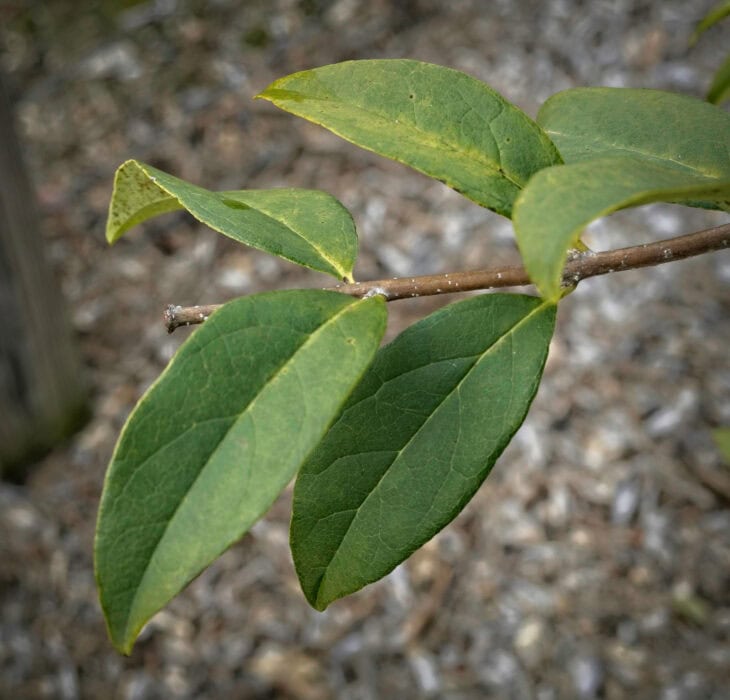 Chinese Fringe Tree (Chionanthus retusus)