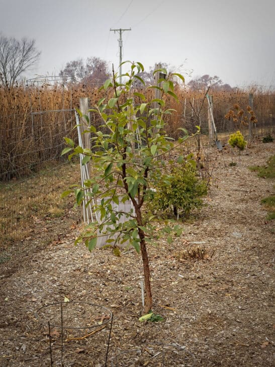 Chinese Fringe Tree (Chionanthus retusus)