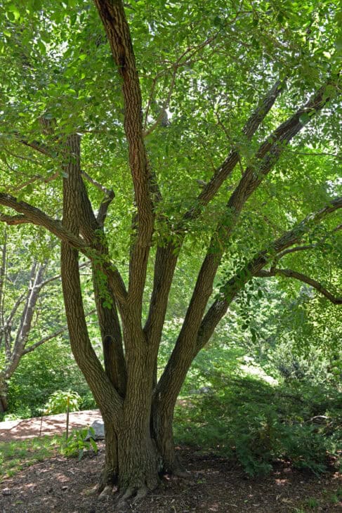 Chinese Fringe Tree (Chionanthus retusus)