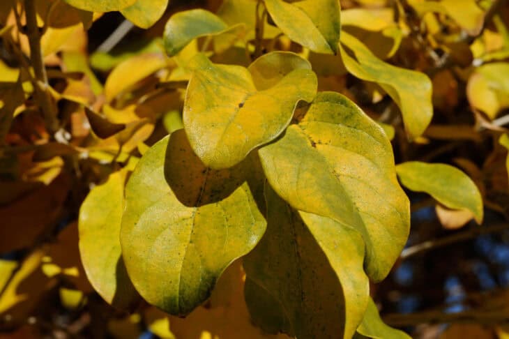 Chinese Fringe Tree (Chionanthus retusus)