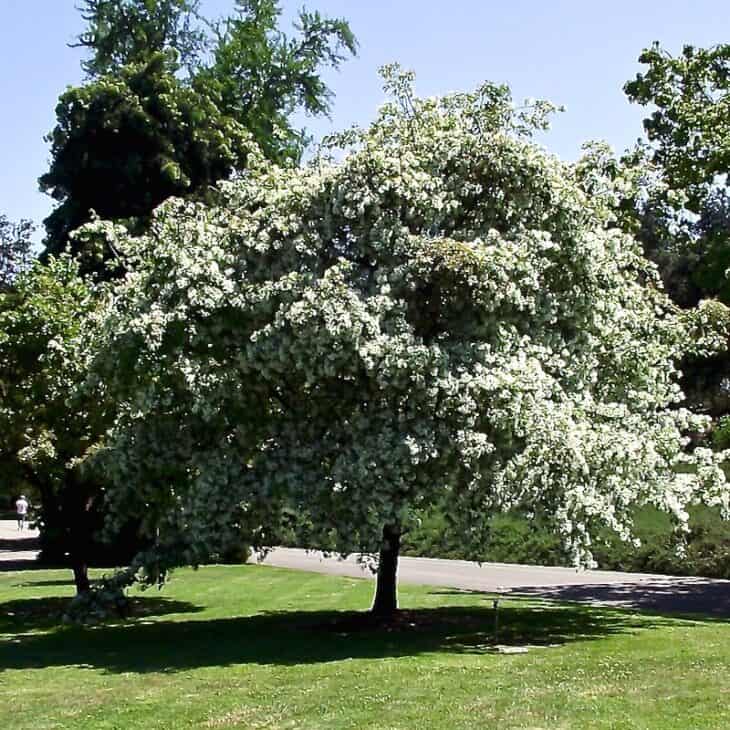Chinese Fringe Tree (Chionanthus retusus)