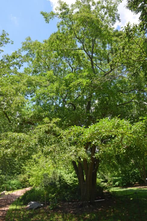 Chinese Fringe Tree (Chionanthus retusus)
