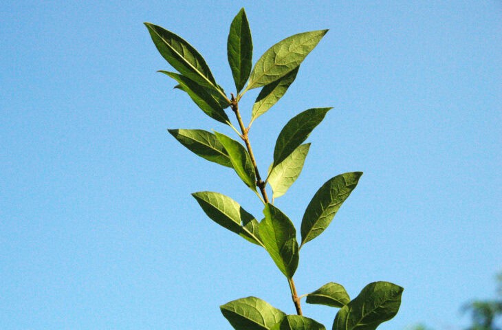 Chinese Fringe Tree (Chionanthus retusus)