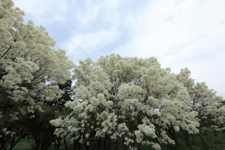 Chinese Fringe Tree (Chionanthus retusus)
