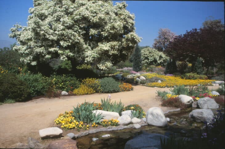Chinese Fringe Tree (Chionanthus retusus)