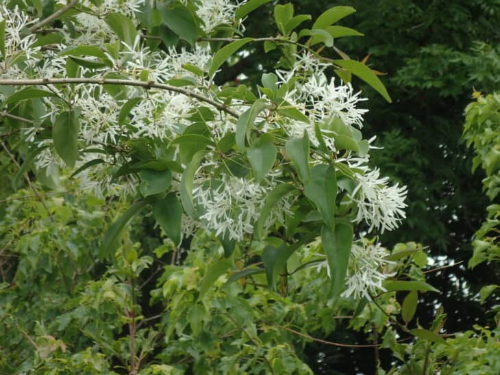 Chinese Fringe Tree (Chionanthus retusus)