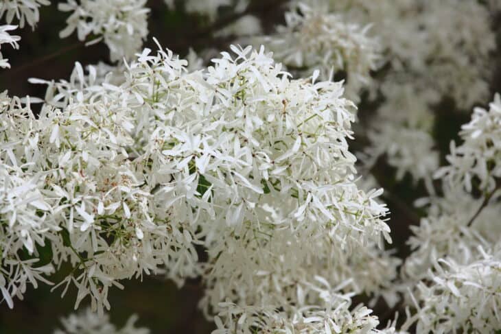 Chinese Fringe Tree (Chionanthus retusus)