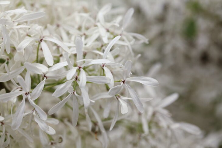 Chinese Fringe Tree (Chionanthus retusus)