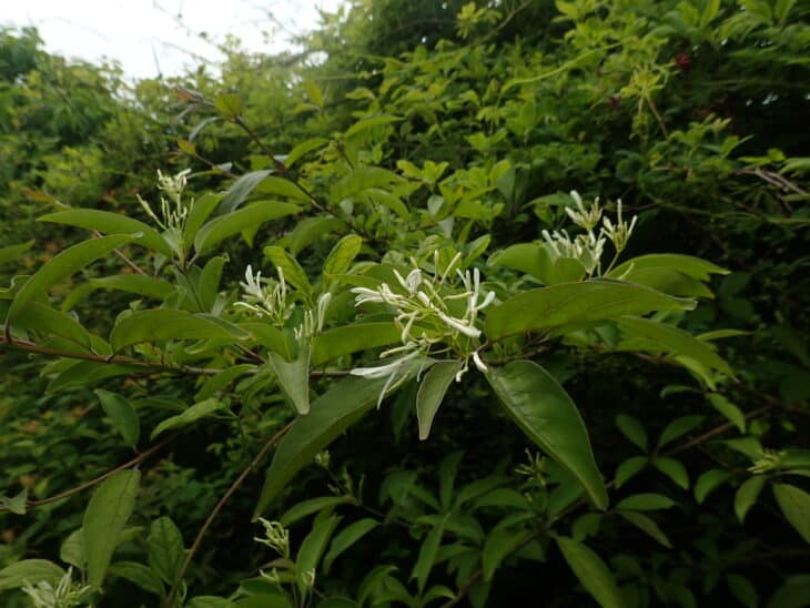 Chinese Fringe Tree (Chionanthus retusus)