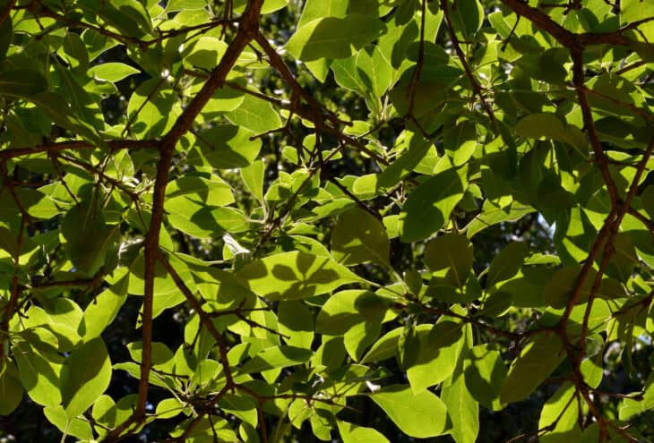 Chinese Fringe Tree (Chionanthus retusus)